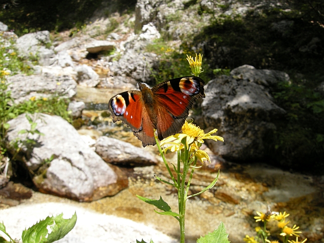 Aglais io - Vanessa io